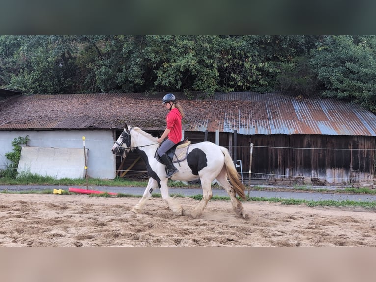 Tinker Merrie 4 Jaar 151 cm Gevlekt-paard in Morsbach