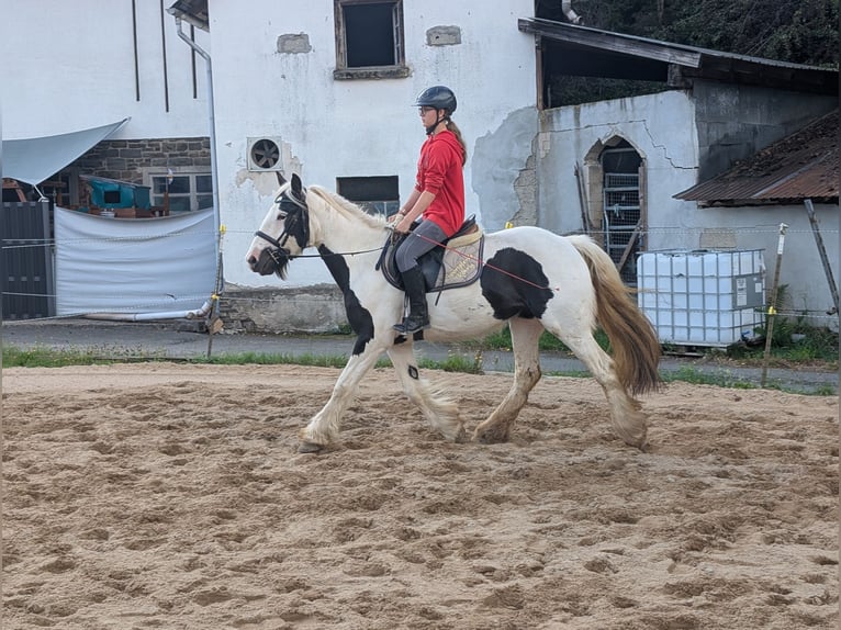 Tinker Merrie 4 Jaar 151 cm Gevlekt-paard in Morsbach