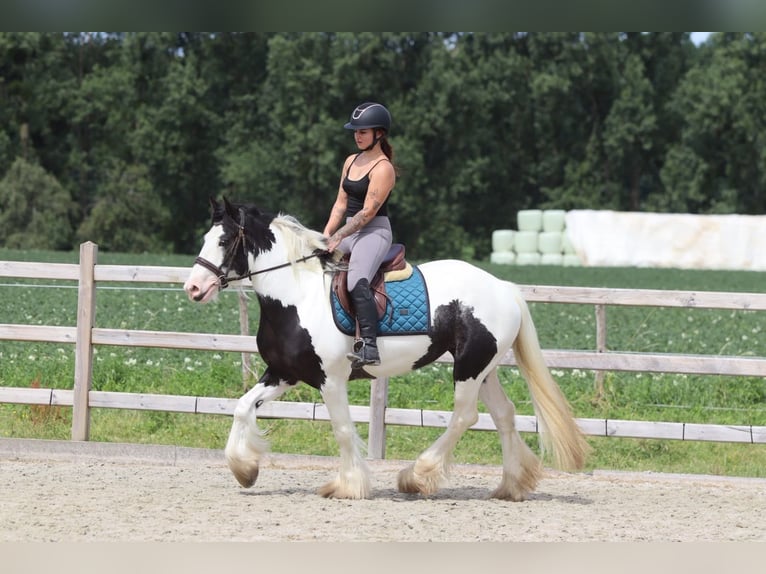 Tinker Merrie 4 Jaar 151 cm Gevlekt-paard in Pepingen