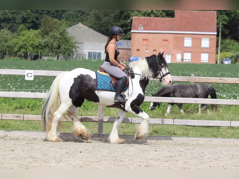 Tinker Merrie 4 Jaar 151 cm Gevlekt-paard in Pepingen