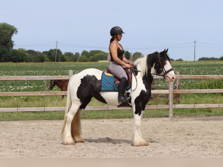 Tinker Merrie 4 Jaar 151 cm Gevlekt-paard in Pepingen