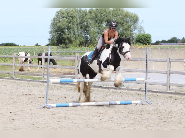 Tinker Merrie 4 Jaar 151 cm Gevlekt-paard in Pepingen