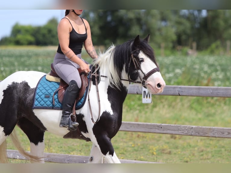 Tinker Merrie 4 Jaar 151 cm Gevlekt-paard in Pepingen