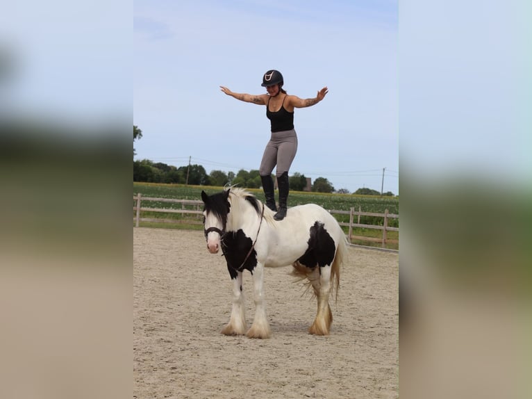 Tinker Merrie 4 Jaar 151 cm Gevlekt-paard in Pepingen