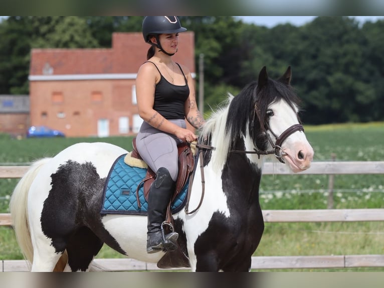 Tinker Merrie 4 Jaar 151 cm Gevlekt-paard in Pepingen
