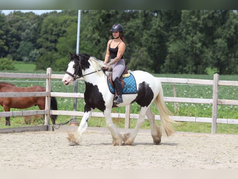 Tinker Merrie 4 Jaar 151 cm Gevlekt-paard in Pepingen