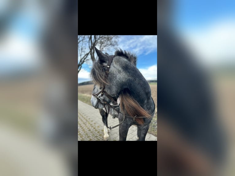 Tinker Merrie 4 Jaar 152 cm Appelschimmel in Schwarzenberg/Erzgebirge