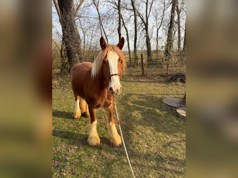 Tinker Merrie 4 Jaar 152 cm Lichtbruin in Freiling