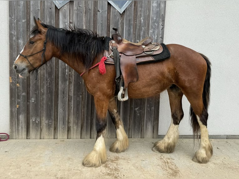 Tinker Merrie 4 Jaar 153 cm Bruin in Daleiden