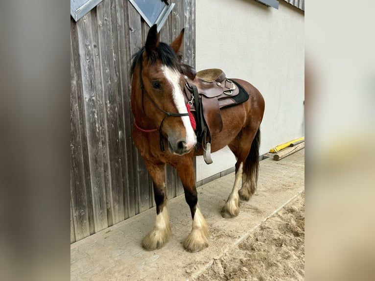 Tinker Merrie 4 Jaar 153 cm Bruin in Daleiden