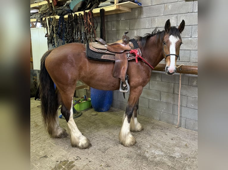 Tinker Merrie 4 Jaar 153 cm Bruin in Daleiden