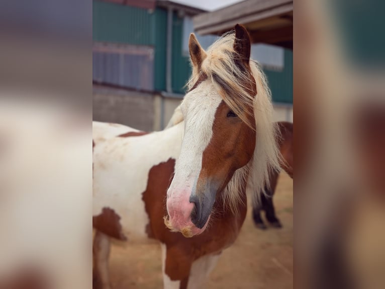 Tinker Merrie 4 Jaar 156 cm Gevlekt-paard in Elsdorf