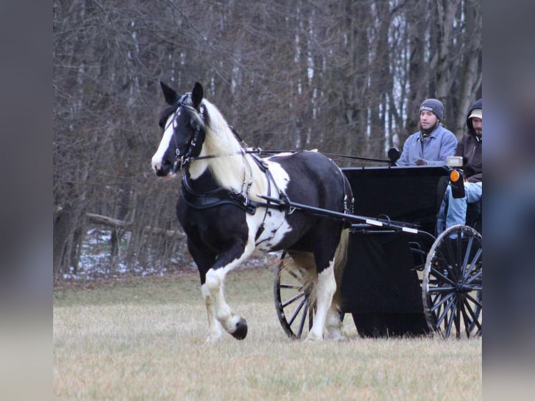 Tinker Mix Merrie 4 Jaar 163 cm Gevlekt-paard in Allenwood