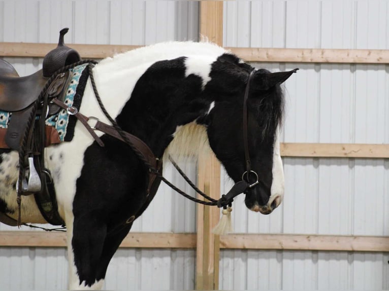 Tinker Mix Merrie 4 Jaar 163 cm Gevlekt-paard in Allenwood