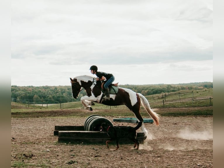 Tinker Mix Merrie 4 Jaar Gevlekt-paard in Warsaw