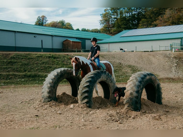Tinker Mix Merrie 4 Jaar Gevlekt-paard in Warsaw