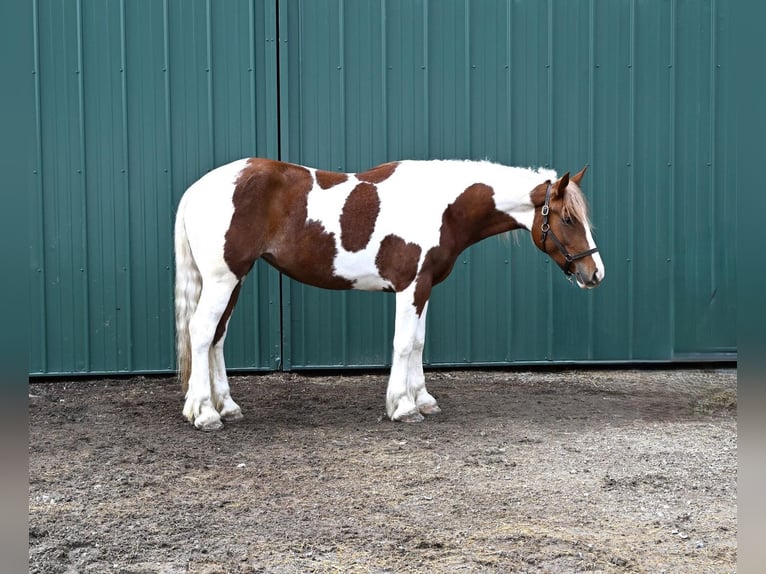 Tinker Mix Merrie 4 Jaar Gevlekt-paard in Warsaw