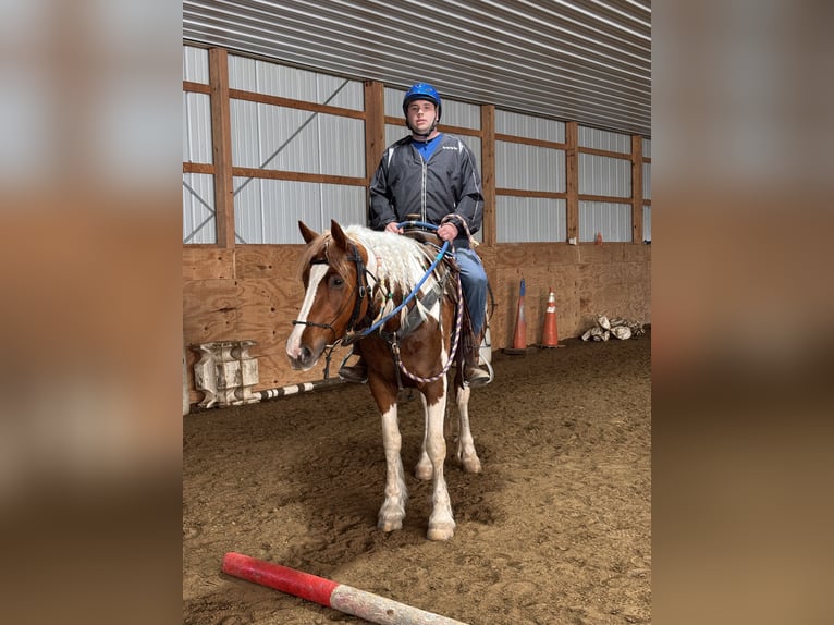 Tinker Mix Merrie 4 Jaar Gevlekt-paard in Warsaw