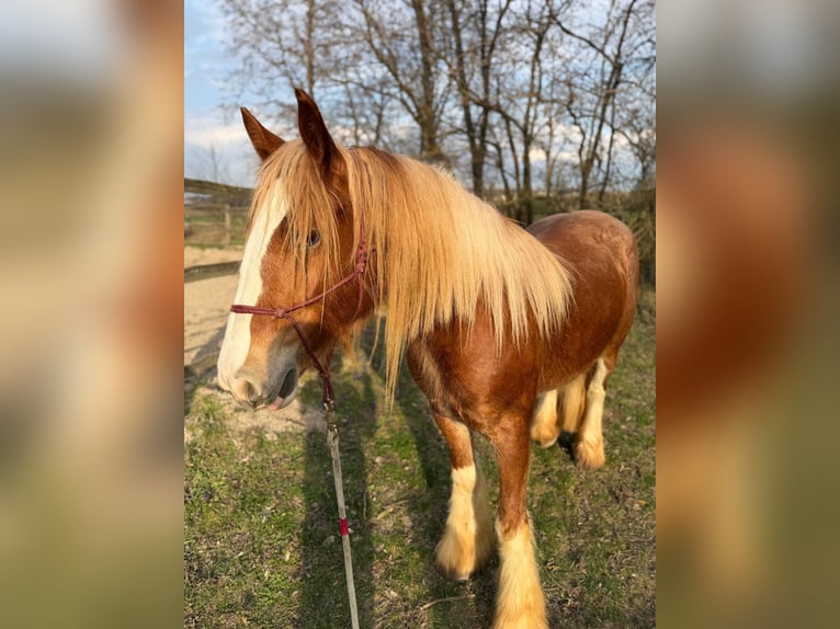 Tinker Merrie 4 Jaar Lichtbruin in Stössing