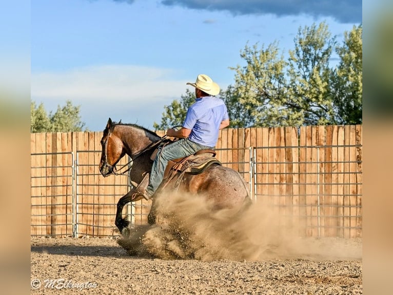 Tinker Mix Merrie 4 Jaar Roan-Bay in Rigby
