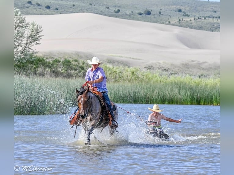 Tinker Mix Merrie 4 Jaar Roan-Bay in Rigby