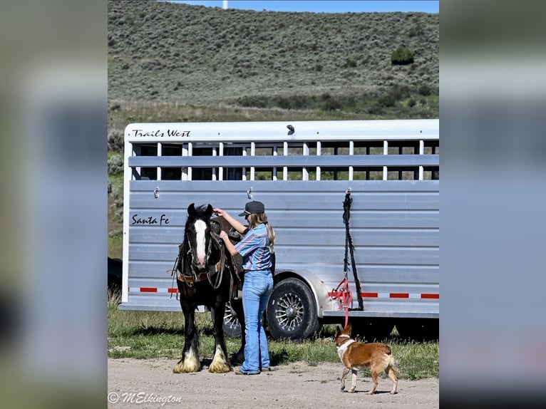 Tinker Merrie 4 Jaar Zwart in Rigby