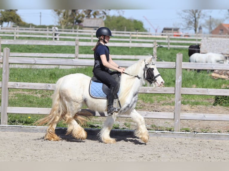 Tinker Merrie 5 Jaar 122 cm Gevlekt-paard in Pepingen