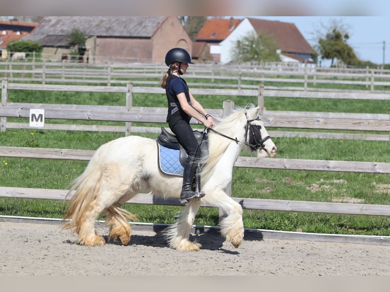 Tinker Merrie 5 Jaar 122 cm Gevlekt-paard in Pepingen