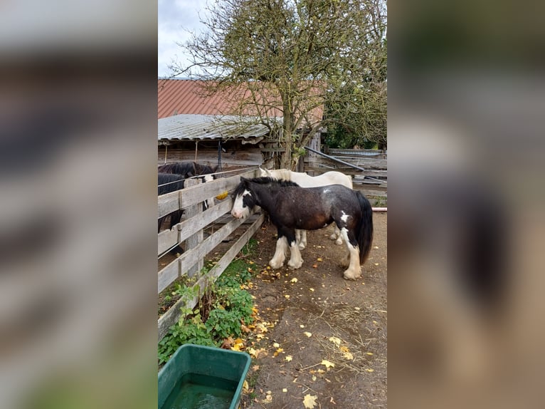 Tinker Merrie 5 Jaar 123 cm Gevlekt-paard in Hohenhameln