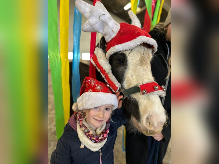 Tinker Merrie 5 Jaar 125 cm Zwart in Bogaarden