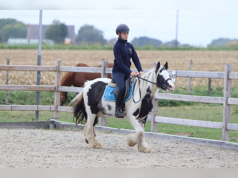 Tinker Merrie 5 Jaar 127 cm Gevlekt-paard in Bogaarden