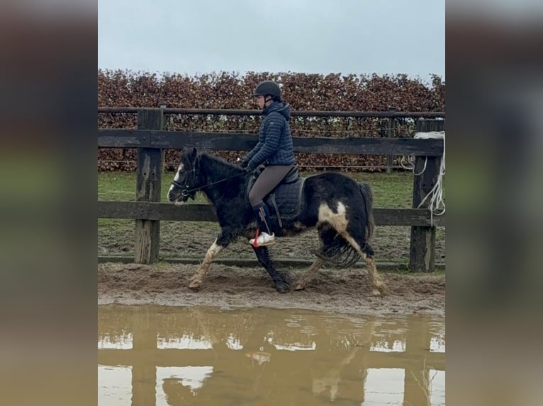 Tinker Mix Merrie 5 Jaar 128 cm Gevlekt-paard in Daleiden