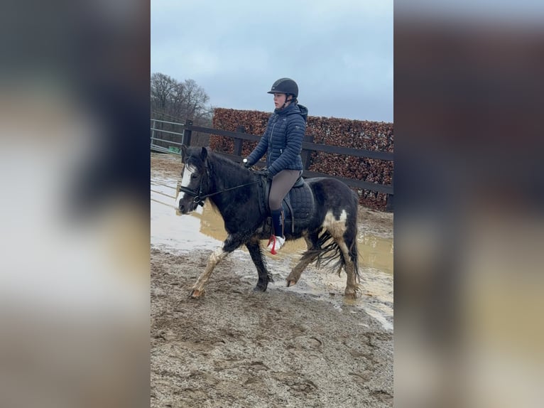 Tinker Mix Merrie 5 Jaar 128 cm Gevlekt-paard in Daleiden