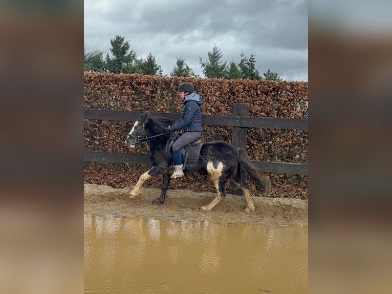 Tinker Mix Merrie 5 Jaar 128 cm Gevlekt-paard in Daleiden