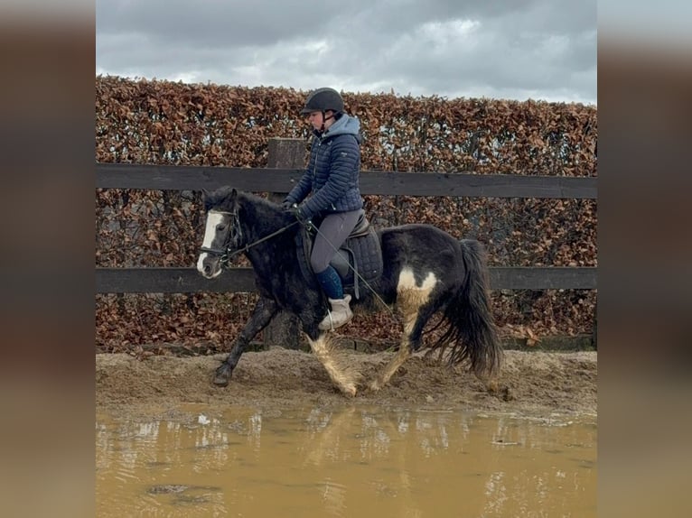 Tinker Mix Merrie 5 Jaar 128 cm Gevlekt-paard in Daleiden