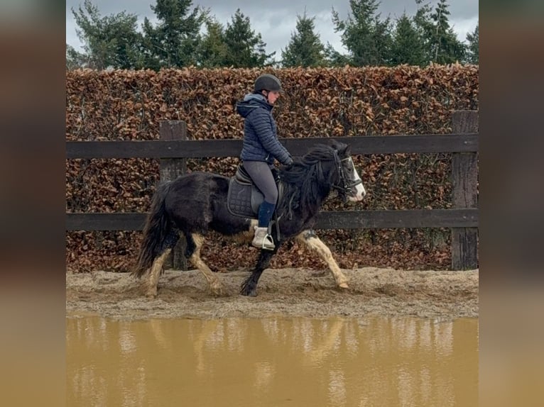 Tinker Mix Merrie 5 Jaar 128 cm Gevlekt-paard in Daleiden