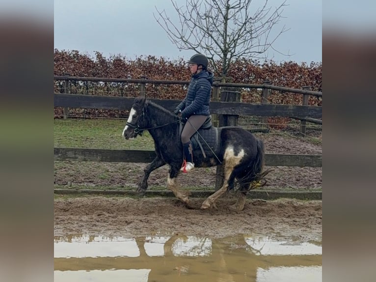 Tinker Mix Merrie 5 Jaar 128 cm Gevlekt-paard in Daleiden