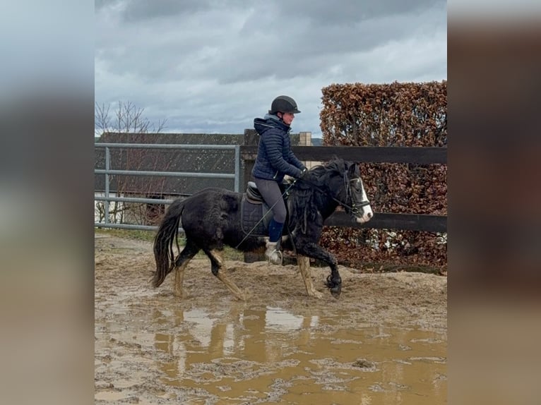 Tinker Mix Merrie 5 Jaar 128 cm Gevlekt-paard in Daleiden