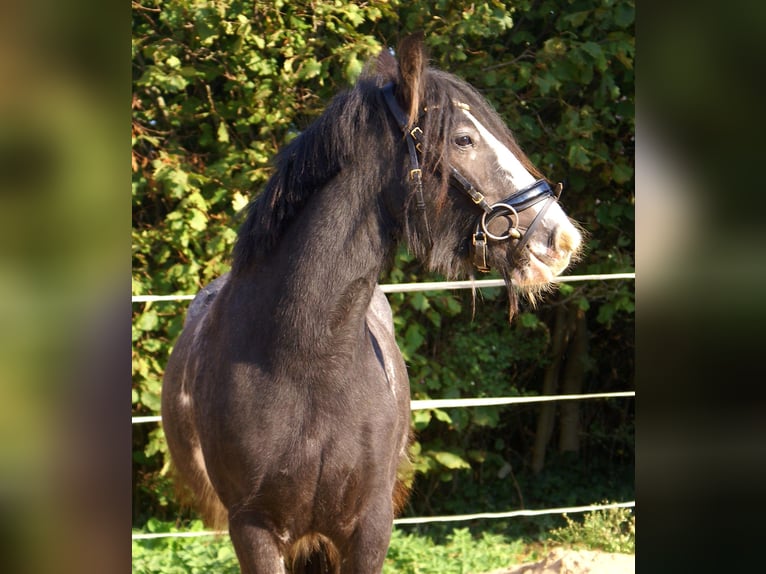 Tinker Merrie 5 Jaar 128 cm Zwart in Velpke