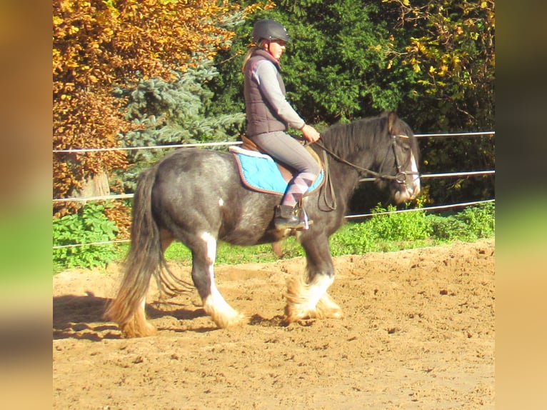 Tinker Merrie 5 Jaar 128 cm Zwart in Velpke