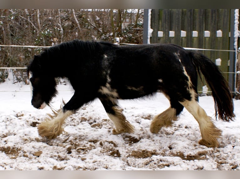 Tinker Merrie 5 Jaar 128 cm Zwart in Velpke