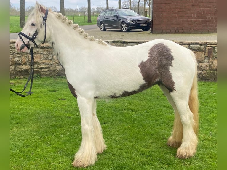Tinker Merrie 5 Jaar 130 cm Gevlekt-paard in Hopsten