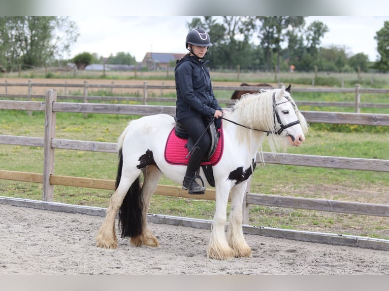 Tinker Merrie 5 Jaar 132 cm Gevlekt-paard in Pepingen