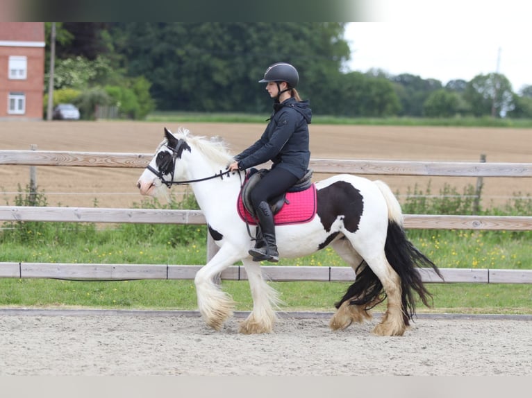 Tinker Merrie 5 Jaar 132 cm Gevlekt-paard in Pepingen