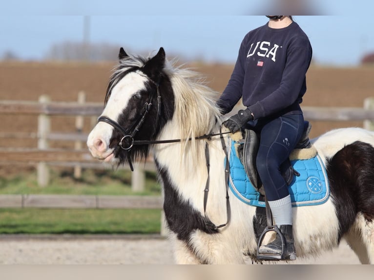 Tinker Merrie 5 Jaar 133 cm Gevlekt-paard in Bogaarden