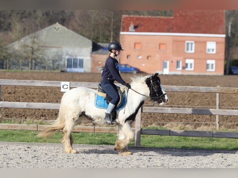 Tinker Merrie 5 Jaar 133 cm Gevlekt-paard in Bogaarden