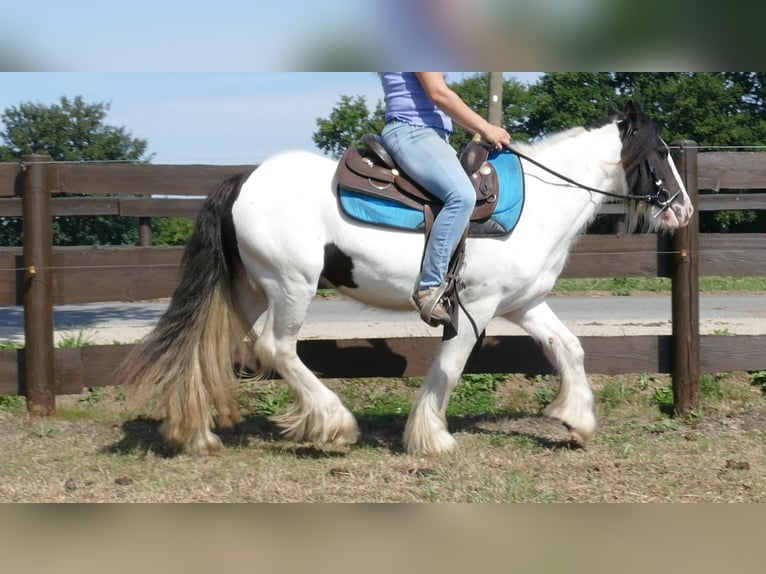 Tinker Merrie 5 Jaar 136 cm Gevlekt-paard in Lathen