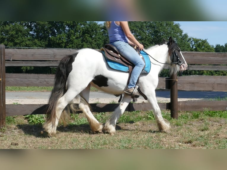 Tinker Merrie 5 Jaar 136 cm Gevlekt-paard in Lathen