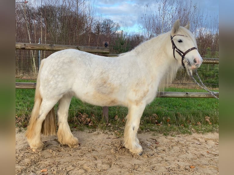 Tinker Merrie 5 Jaar 136 cm Schimmel in Helpsen