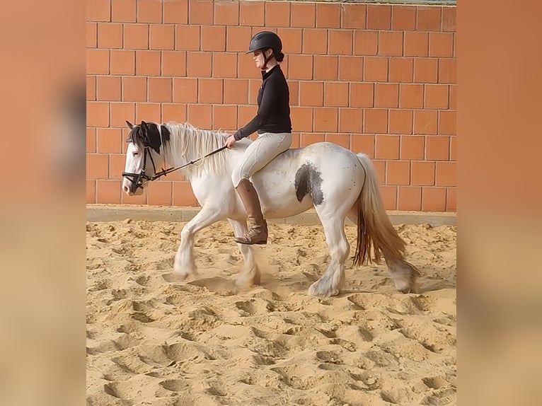 Tinker Merrie 5 Jaar 138 cm Gevlekt-paard in Blomberg